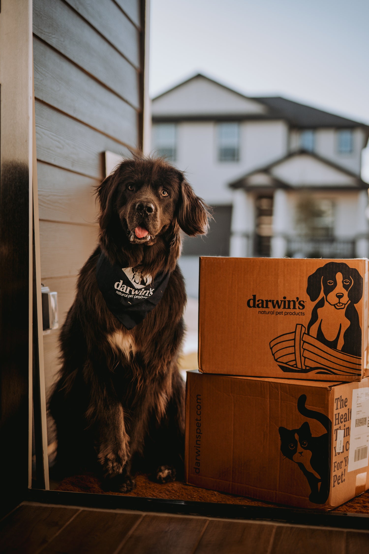 A large, fluffy dark brown dog sits at the doorstep next to two cardboard boxes labeled “Darwin’s Natural Pet Products.” The dog is wearing a matching Darwin’s bandana and looks directly at the camera with its mouth slightly open.