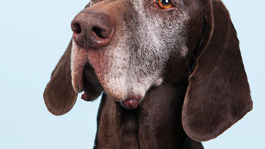 Getting an Old Dog to Eat