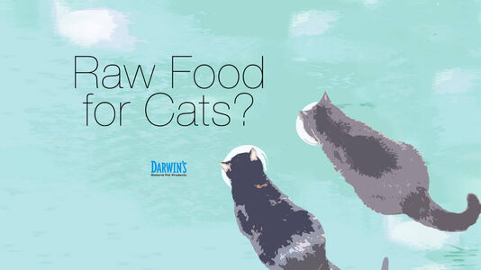 Raw Food for Cats?