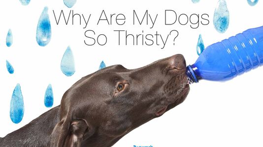 Why is My Dog So Thirsty?