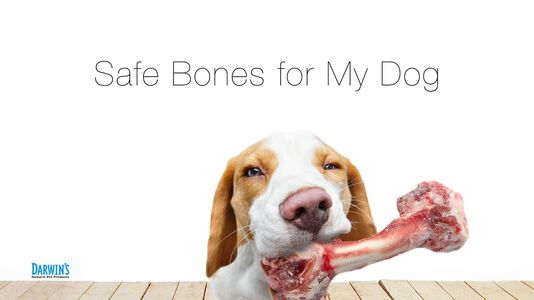 Safe Bones for Dogs