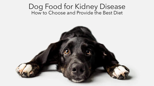 What to Feed a Dog with Kidney Disease