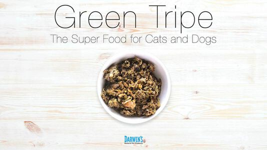 Green Tripe: The Superfood for Pets