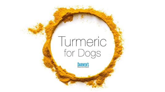 Turmeric for Dogs