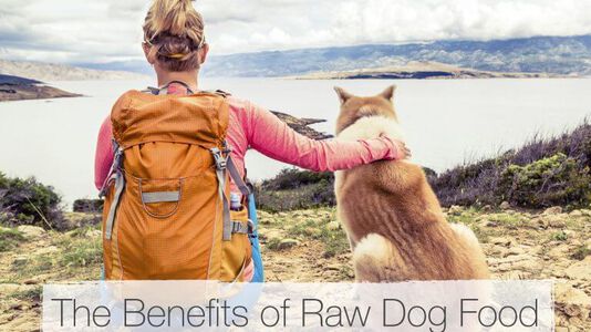 Raw Dog Food: Benefits & Options