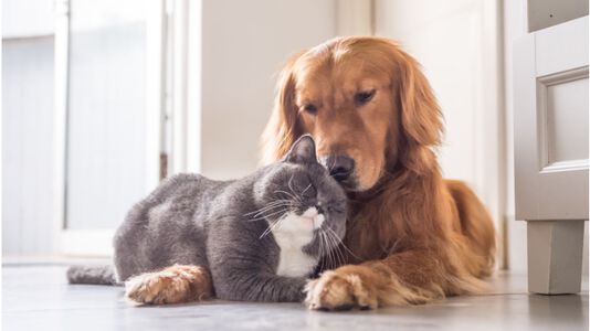 How To Introduce A Kitten To A Dog In 4 Ways