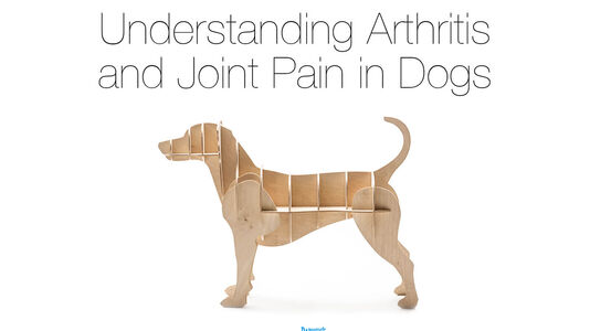 Your Dog’s Arthritis and Joint Health
