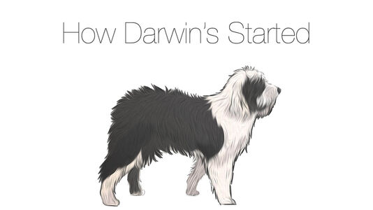 How Darwin’s Started