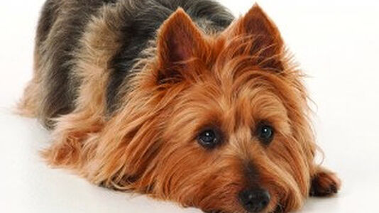 Digestive Disorders In Dogs