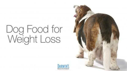 Weight Loss and Dog Food