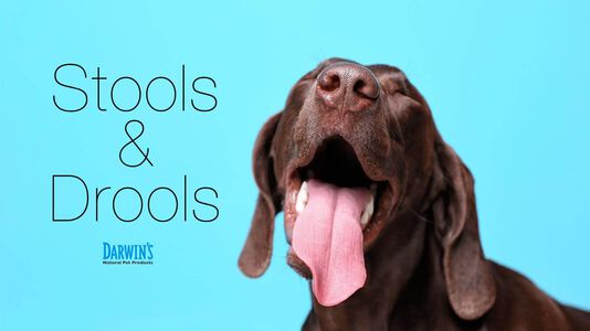 Stool and Drool Solutions