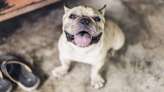 7 Tips for Combating Canine Obesity