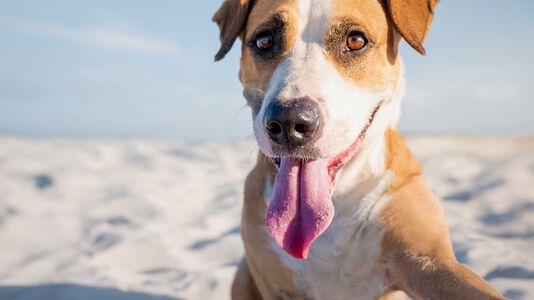 5 Hot Weather Safety Tips for Your Dog