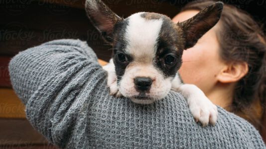 Separation Anxiety in Dogs: Tips & Treatments