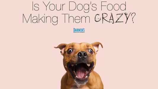 Is Your Dog’s Diet Making Them Crazy?