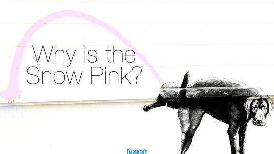 Why Is My Dog Peeing Pink? – Ask Darwin’s