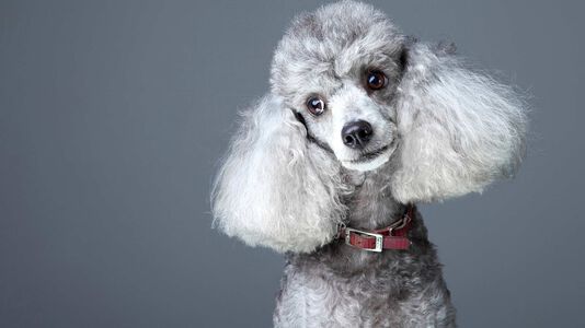 Treating Cushing’s Disease in Dogs — Diets, Natural Remedies, and Medicines