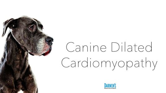 Everything You Need to Know About DCM in Dogs