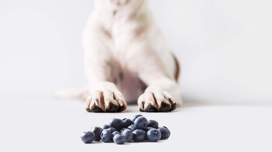 Can Dogs Eat Blueberries?