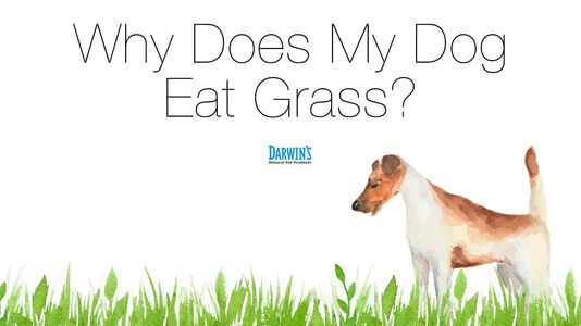 Why Does My Dog Eat Grass?