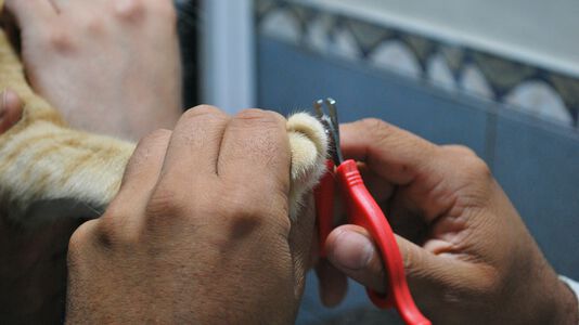 Cat Nail Trimming: Safe Practices & Its Importance