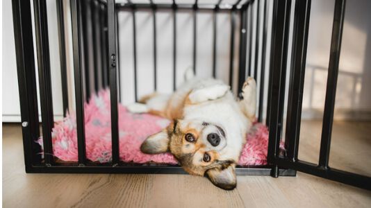 Best Way To Crate Train A Puppy: 7 Tips and Tricks