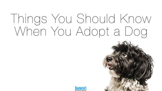 Adopting a Rescue Dog: Training and Care Tips | Darwin's