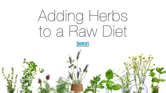 Herbs and Raw Fed Dogs