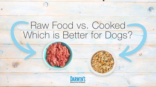 Raw Food vs. Cooked – Which Is Better For Dogs?