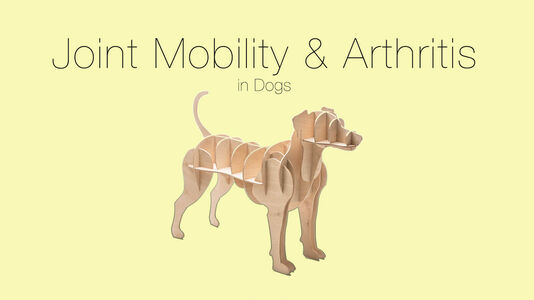 Can Darwin’s Help My Dog’s Arthritis?