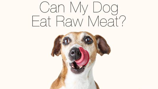 Can My Dog Eat Raw Meat?(part 2)