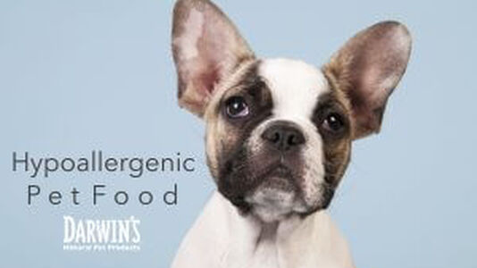 Choosing the Right Hypoallergenic Pet Food