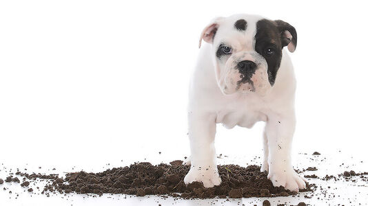 Fresh Food and Good Dirt During Early Growth