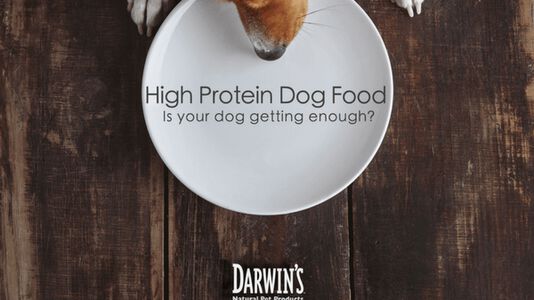 High-Protein Diets for Dogs