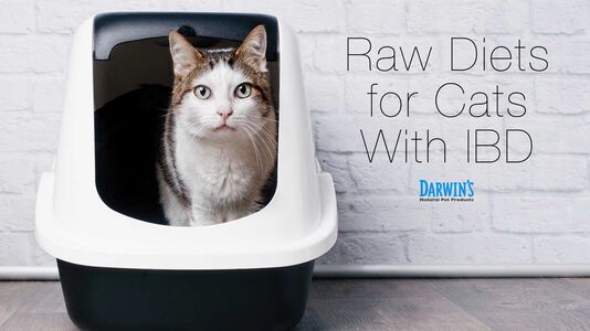 Raw Diets for Cats With IBD
