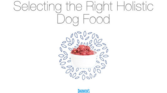 How to Select the Right Holistic Dog Food