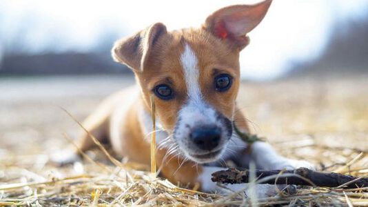 Building a Healthy Microbiome in Your New Puppy