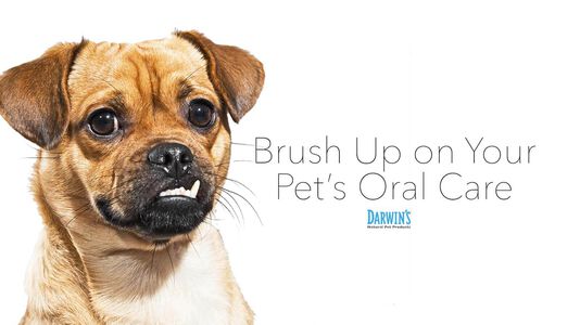 It’s Time To Brush Up On Your Pet’s Oral Care