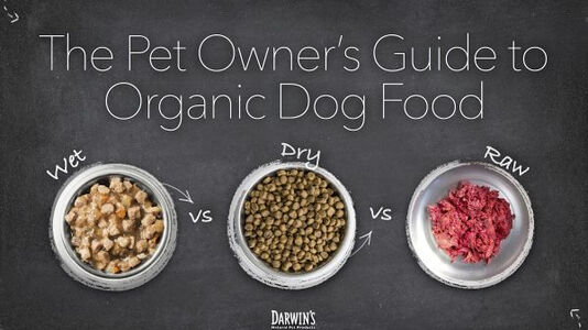 The Pet Owner’s Guide to Organic Dog Food
