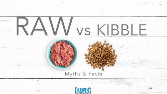 Myths About Kibble and Raw