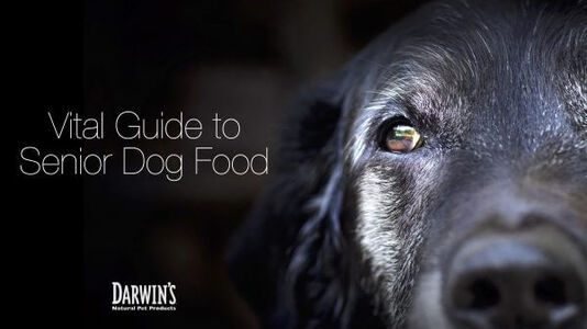 What Should You Feed Your Senior Dog?