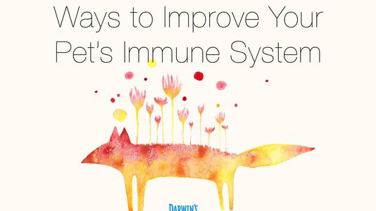 10 Ways to Support Your Pet’s Immune System