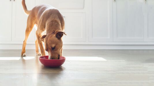 How Do I Get My Dog to Drink More Water?