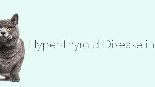 Hyper-Thyroid Disease in Cats