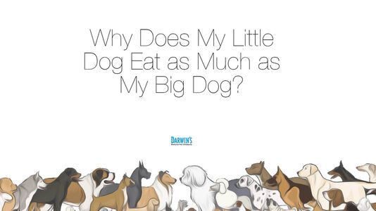 How Much Should My Dog’s Eat?