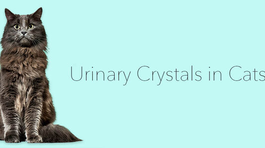 Urinary Crystals in Cats