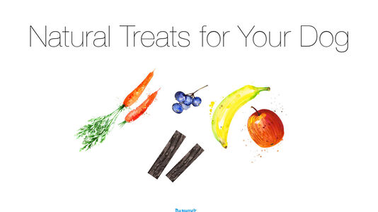 Natural Treats for your Dog
