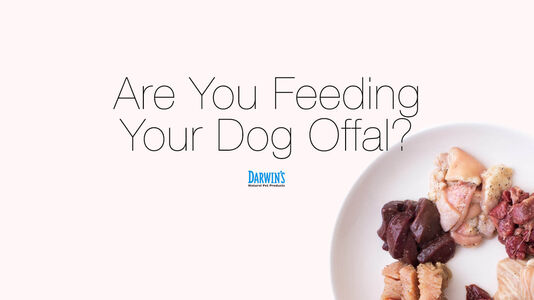 Are You Feeding Your Dog Offal?