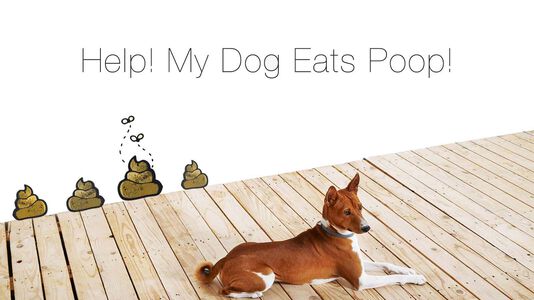 Coprophagia: Will A Raw Diet Cure My Dog’s Poop Eating Habit?