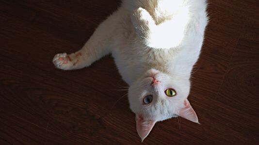 Cat Low Position: Meaning and Interpretation